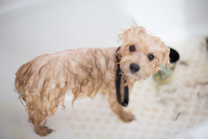 Cómo usar el secador de pelo con el perro correctamente