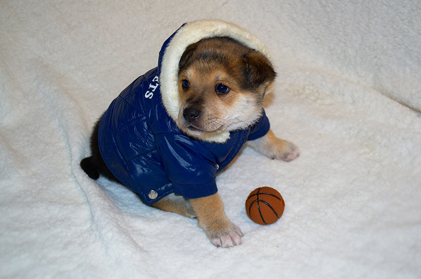 LA ROPA DE MASCOTAS