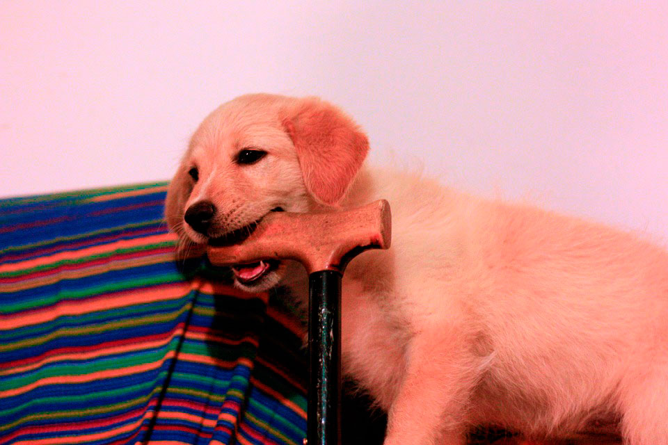 Mi perro rompe sus juguetes cheap