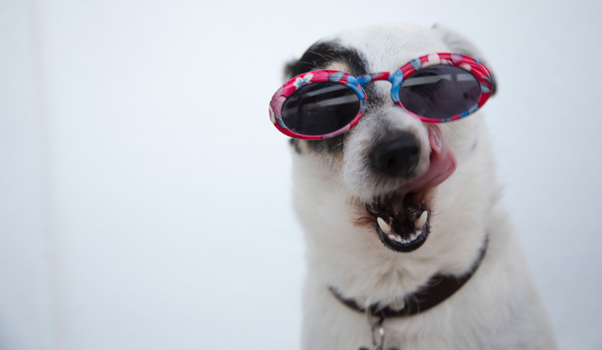 Lentes de deals sol para perros