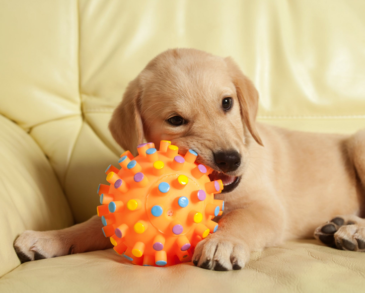 El comportamiento del perro adolescente