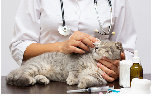 Una persona con un gato encima de una mesa  Descripción generada automáticamente con confianza media