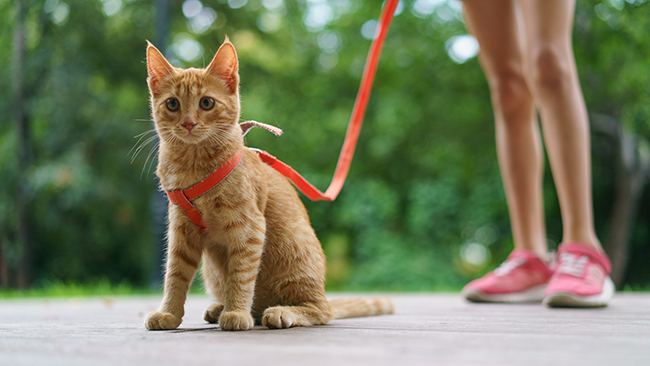 Gato parado en dos patas  Descripción generada automáticamente