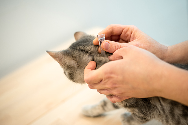 Un gato con los ojos cerrados y las manos en la cabeza  Descripción generada automáticamente con confianza baja