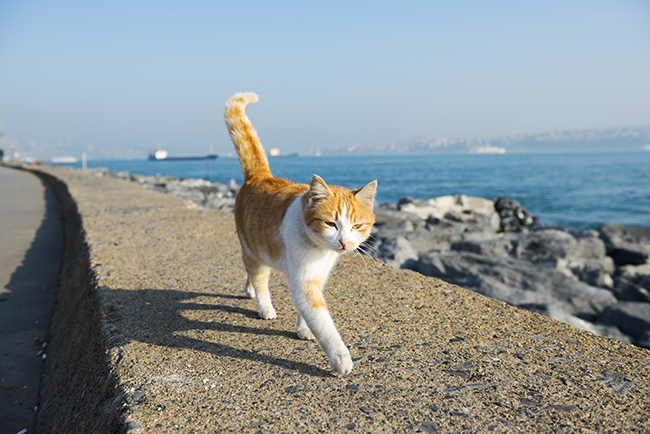 Gato caminando en la playa  Descripción generada automáticamente