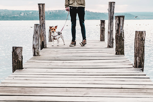 viajar con tu mascota