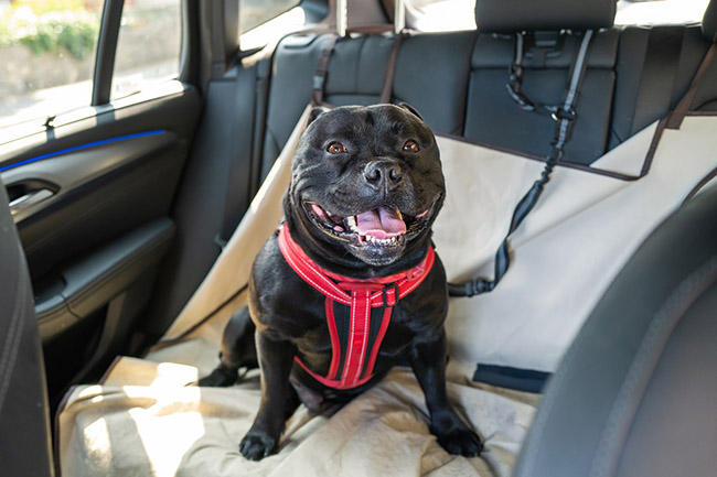 Leve salvar Anunciante viajar en coche con tu perro, ¿qué debes tener en cuenta?