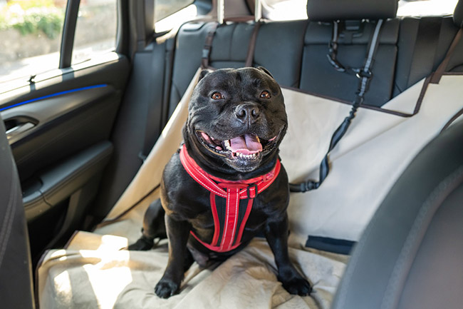 Cómo viajar con perros en el coche