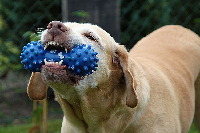 higiene bucal en perros