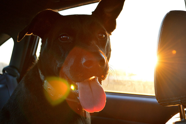 Métodos seguros para viajar con tu perro en coche