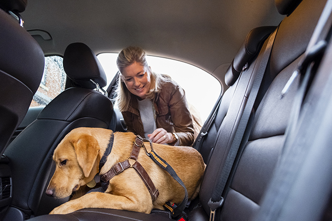 Una persona con un perro en el asiento de un coche  Descripción generada automáticamente con confianza media