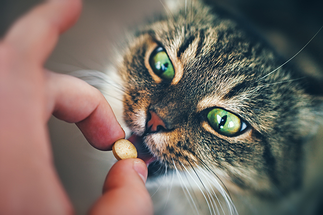 Sabes qué gusanos planos de los gatos y cómo pueden afectarles?