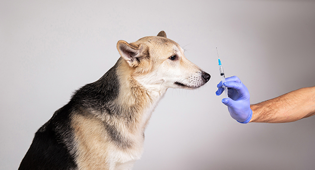 Un perro con la lengua de fuera  Descripción generada automáticamente con confianza media