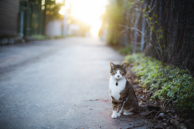 Un gato en la calle  Descripción generada automáticamente