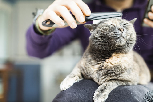 Malentendido Bombero principal 10 curiosidades y consejos sobre las pulgas en gatos