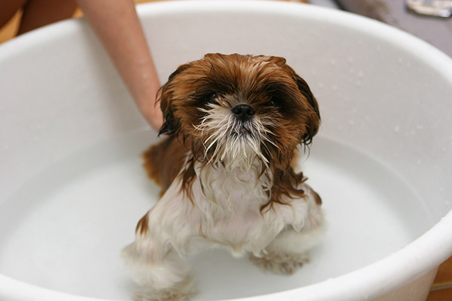 higiene en perros