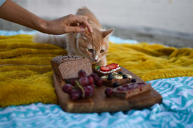  Alimentos prohibidos en gatos