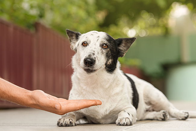 Perro sentado en el suelo  Descripción generada automáticamente