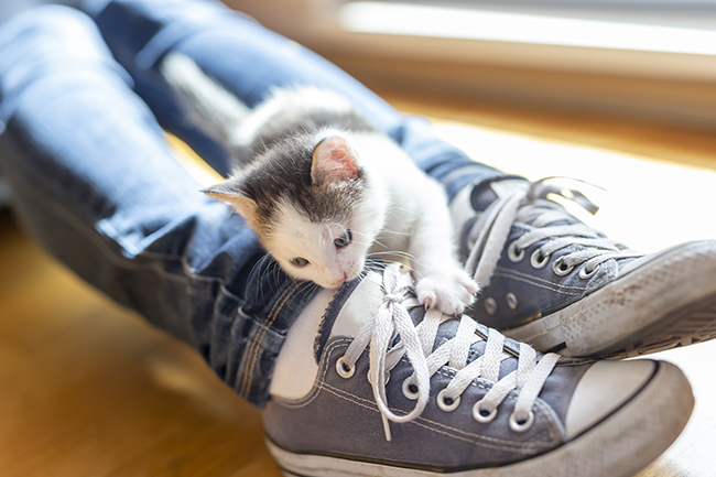 Un gato encima de zapatos  Descripción generada automáticamente con confianza media