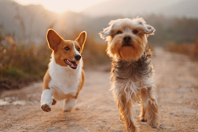 desparasitación perros