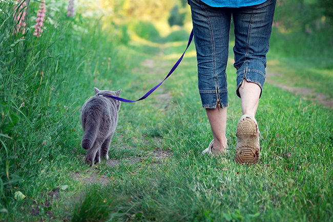 Una persona caminando con un perro en el pasto  Descripción generada automáticamente con confianza media