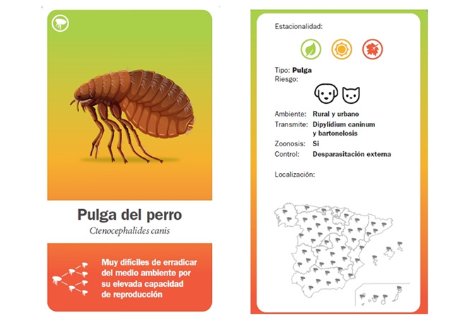 desparasitación mascotas