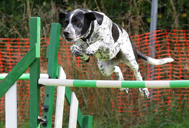 Beneficios del deporte para perros en un parque canino