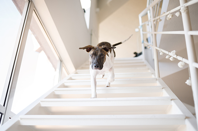 Un perro dentro de una jaula  Descripción generada automáticamente con confianza media