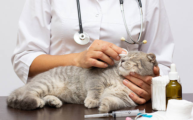 Una persona con un gato encima de una mesa  Descripción generada automáticamente con confianza media
