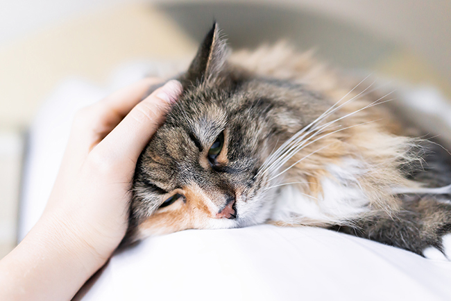 Dolor articular en gatos: causas, síntomas y tratamientos
