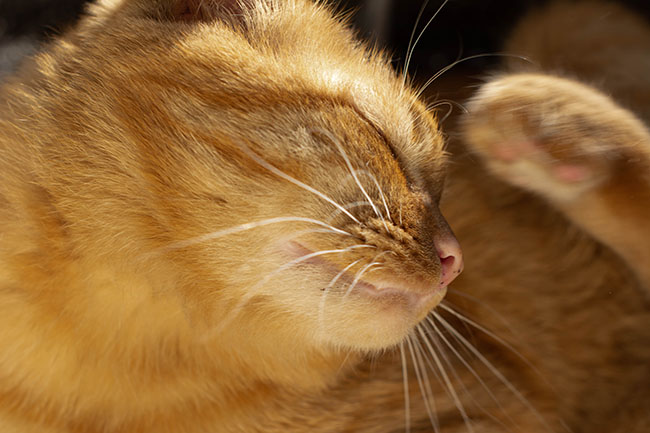 Malentendido Bombero principal 10 curiosidades y consejos sobre las pulgas en gatos